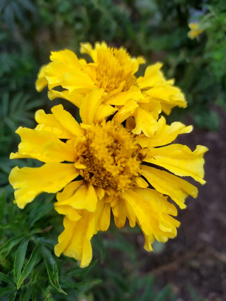 flowers