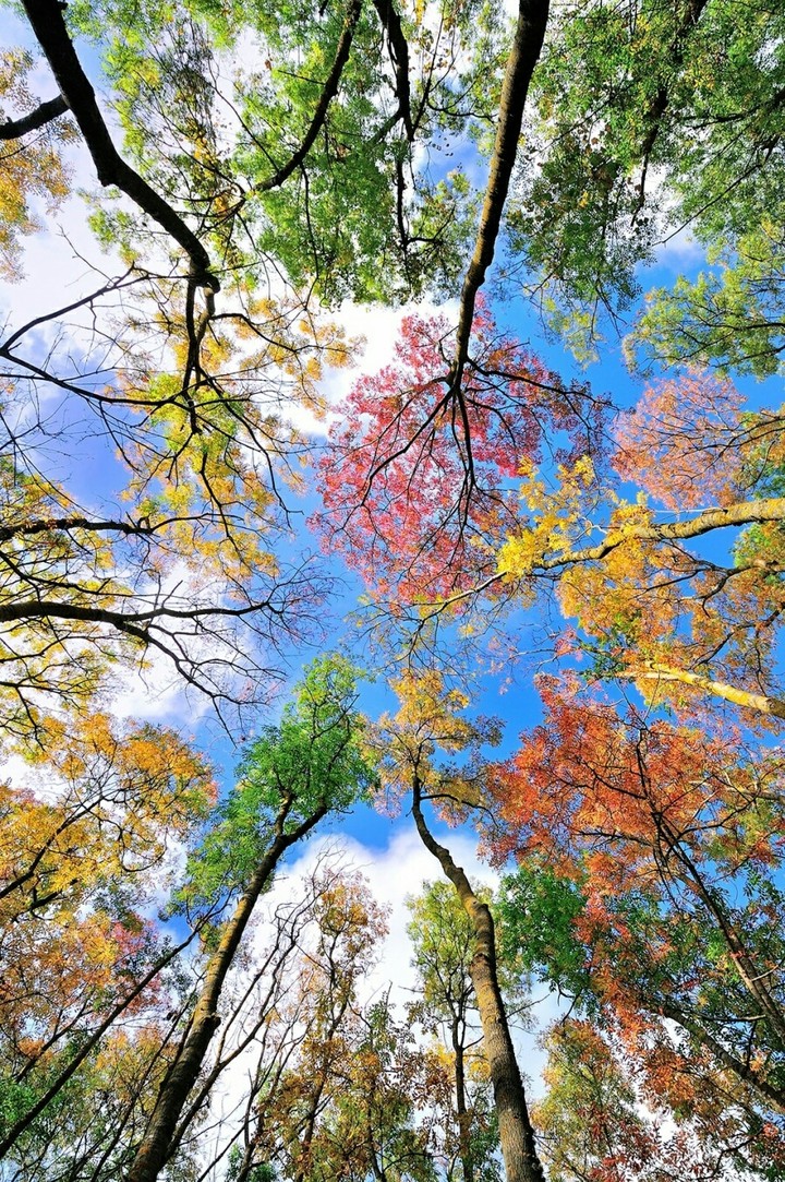transparent nature