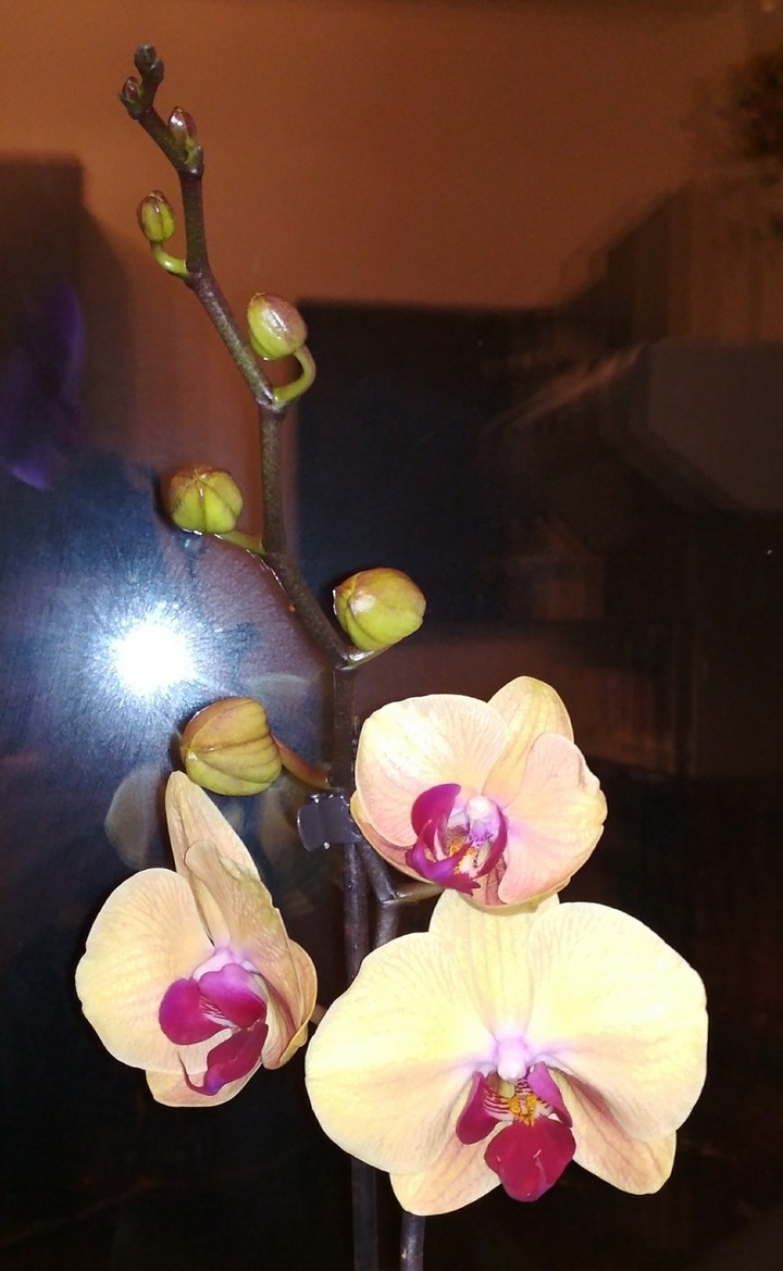 Orchid