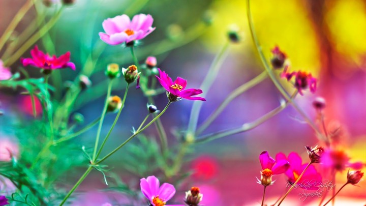 flowers