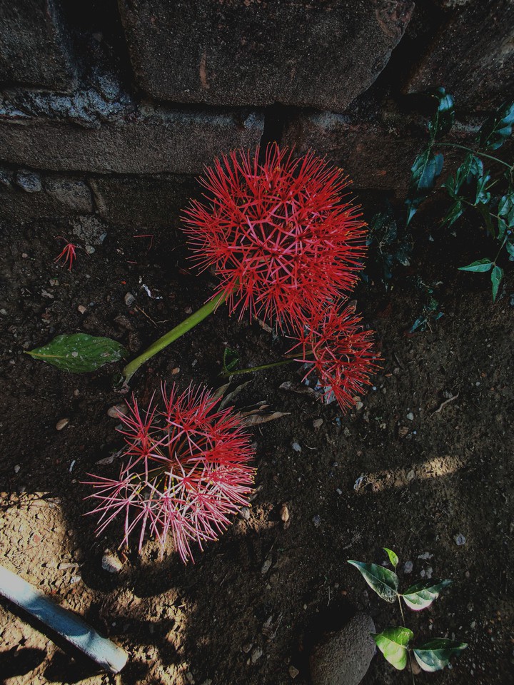 flower