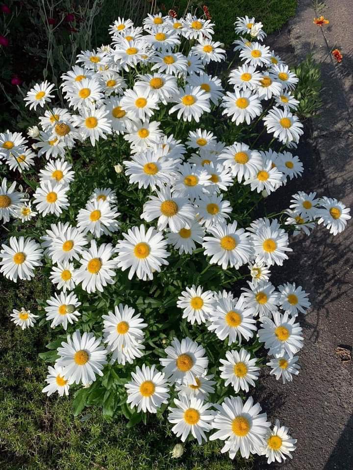 ღ✿◠‿◠✿ღ