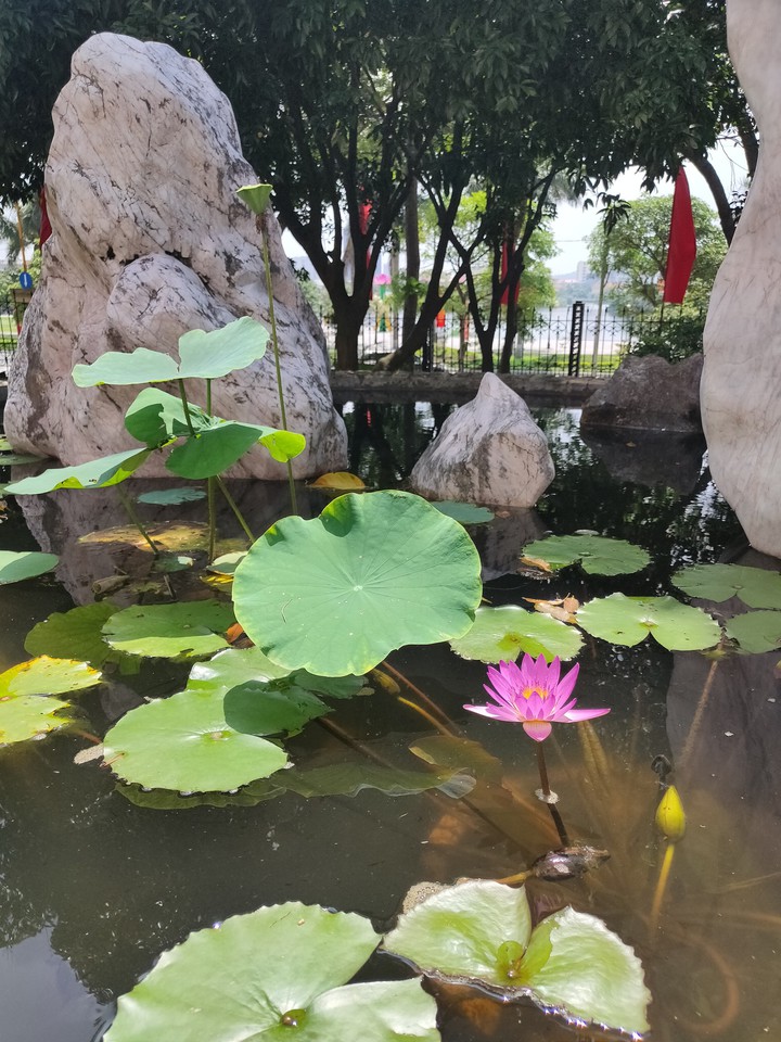Water lily