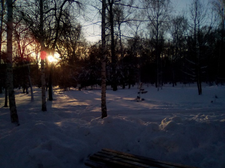 Берёзовая роща