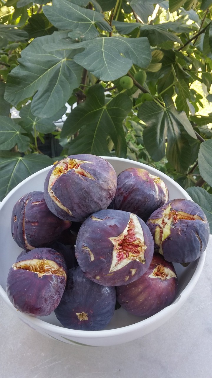 Fig fruits