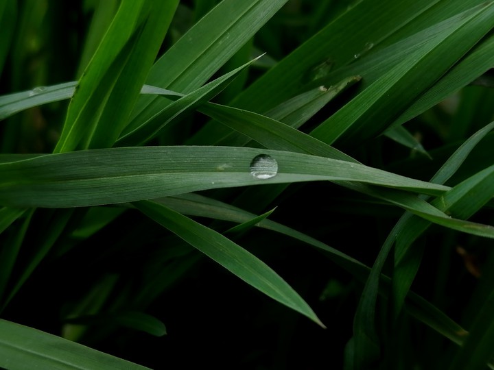 grass?