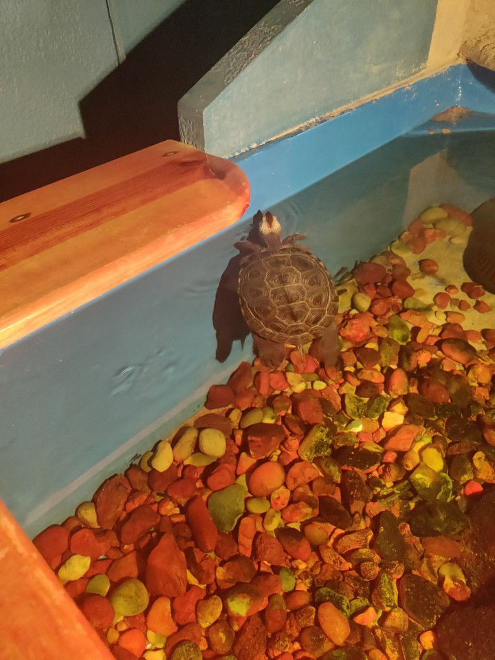 Turtle