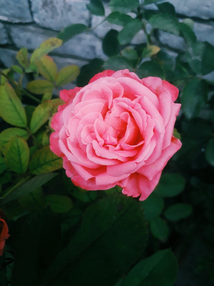rose