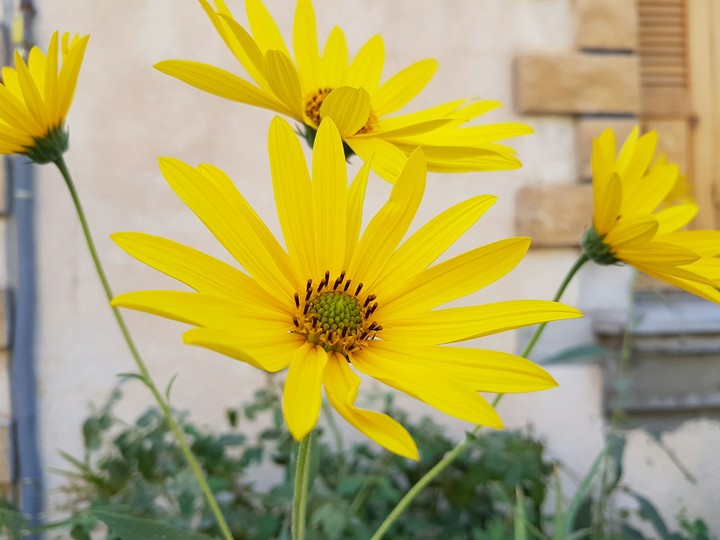 beauté