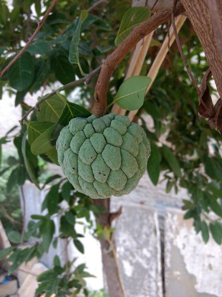 fruit
