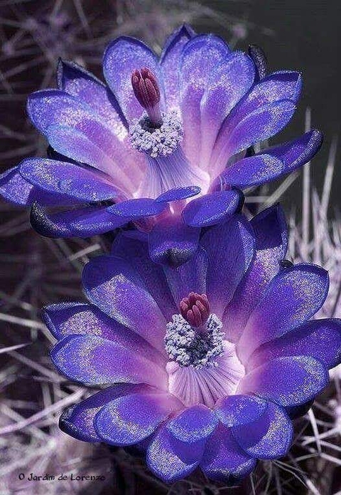 Flor azul