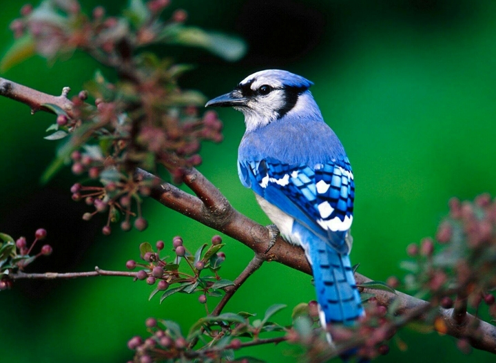 The bird 
