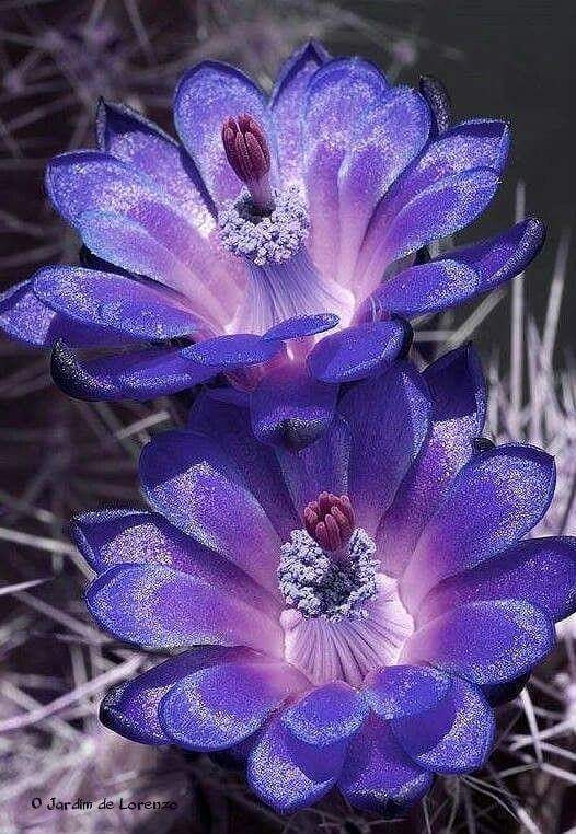 Flor azul