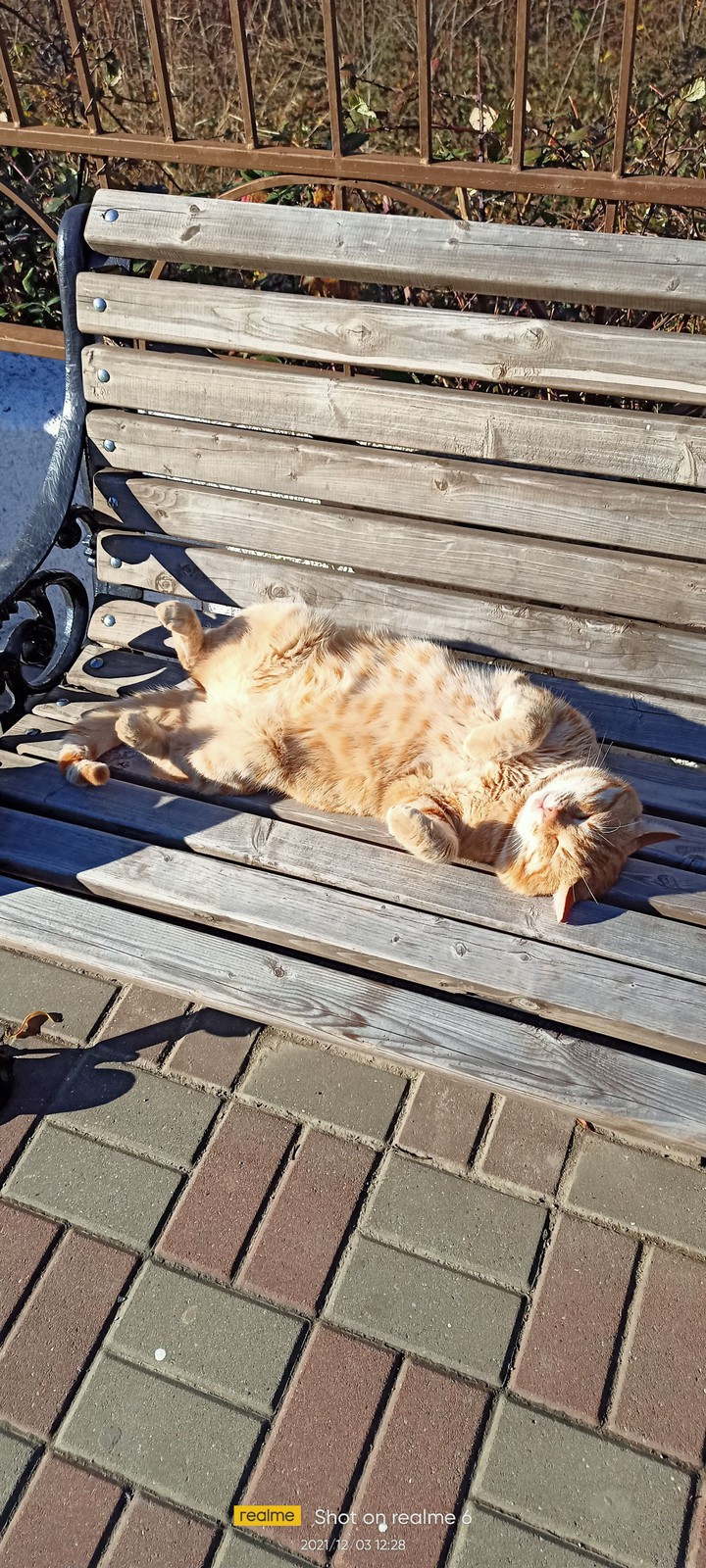 котик спит