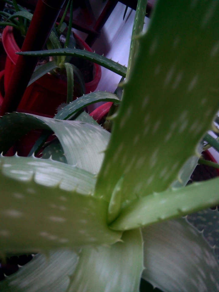 plant