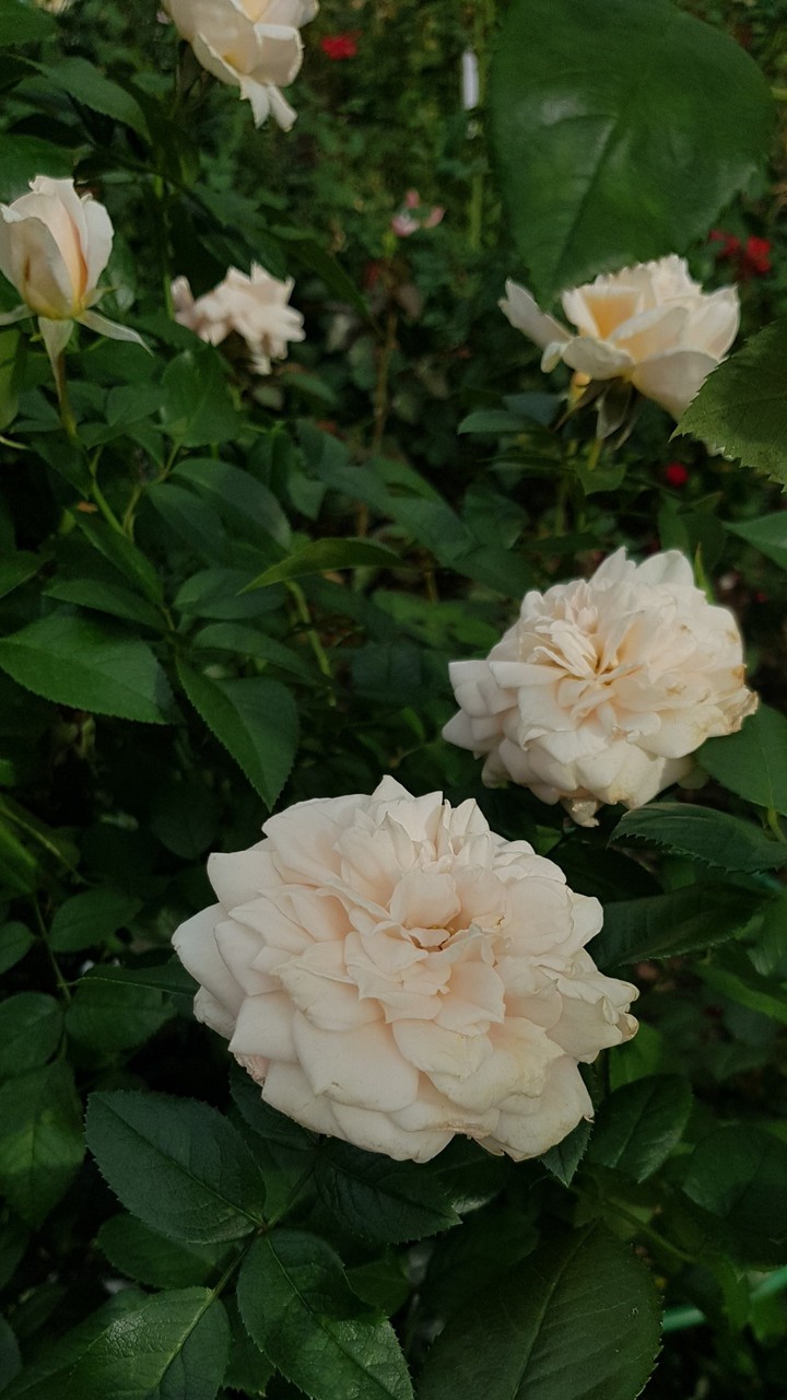 flowers