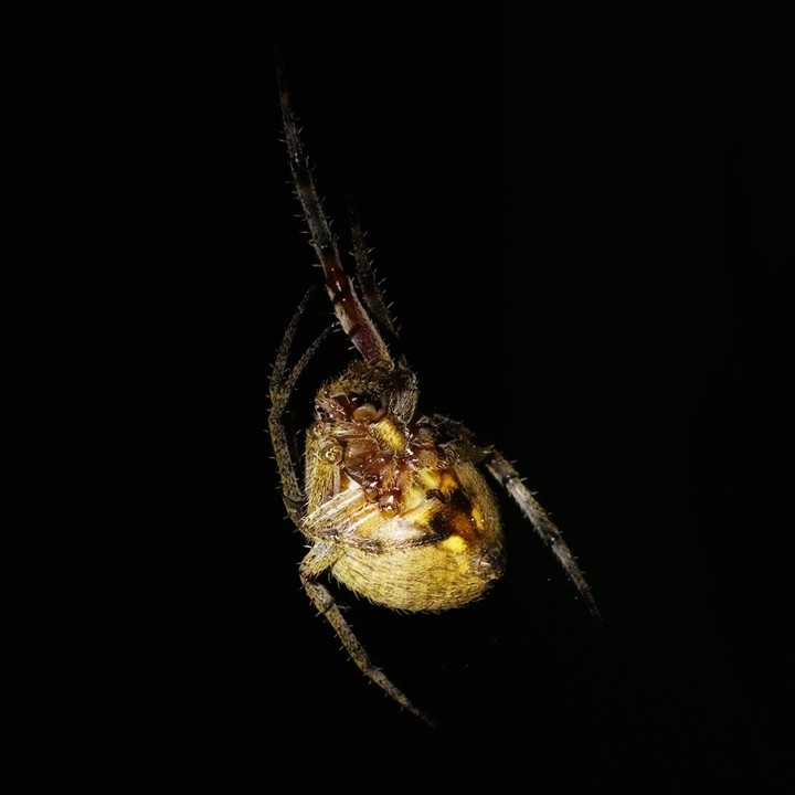 spider