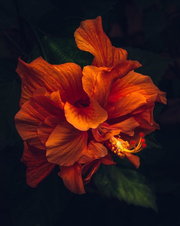 Hibiscus