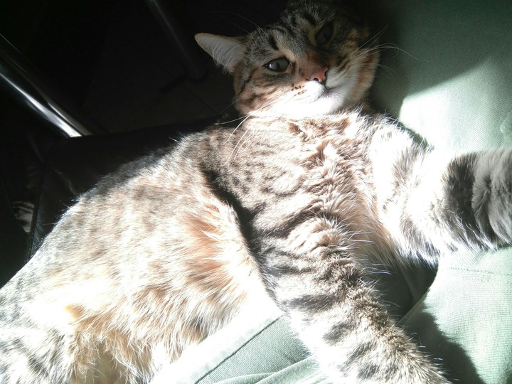 The cat