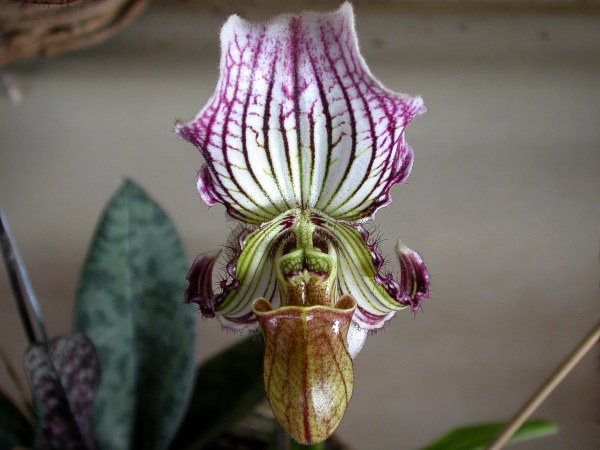 #tropical flower