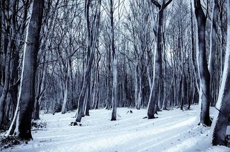 forest