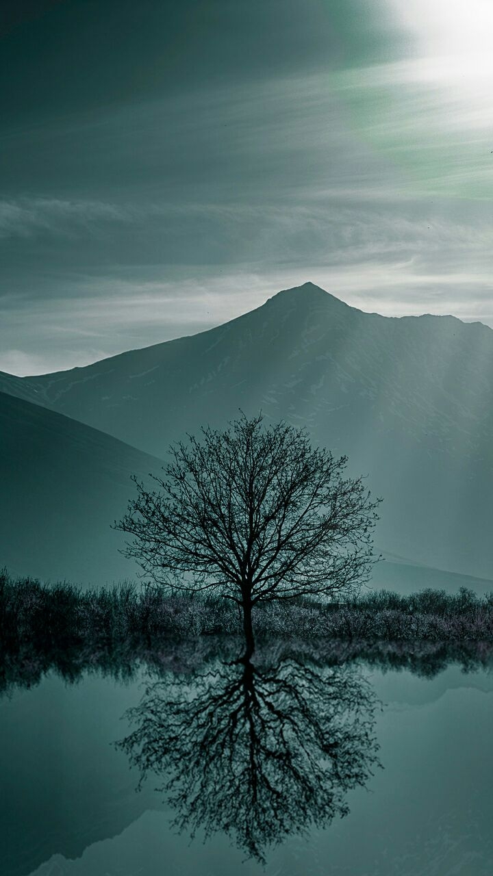 tree