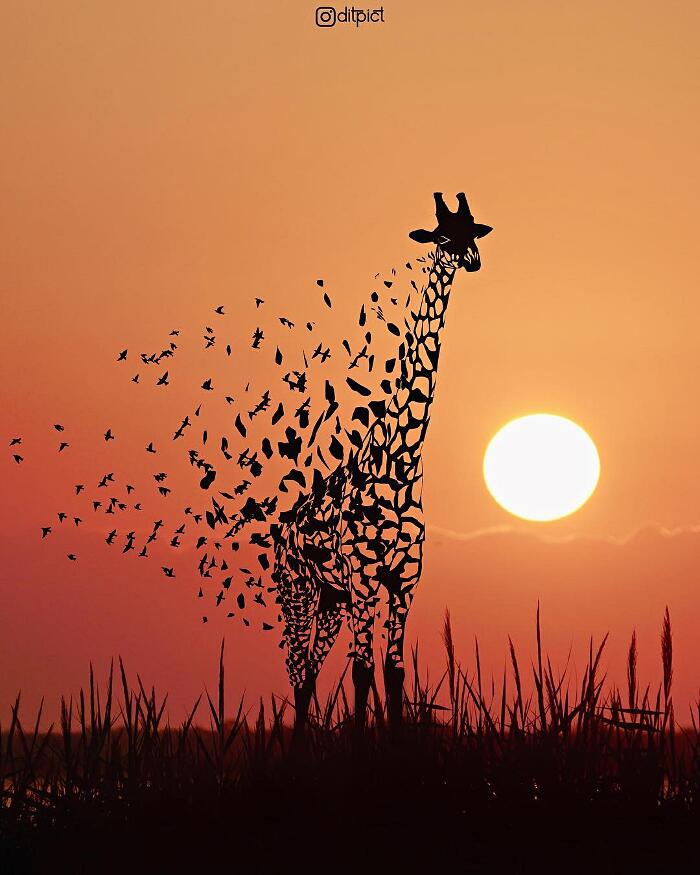 giraffes