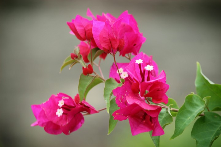 beautiful flowers of nature.