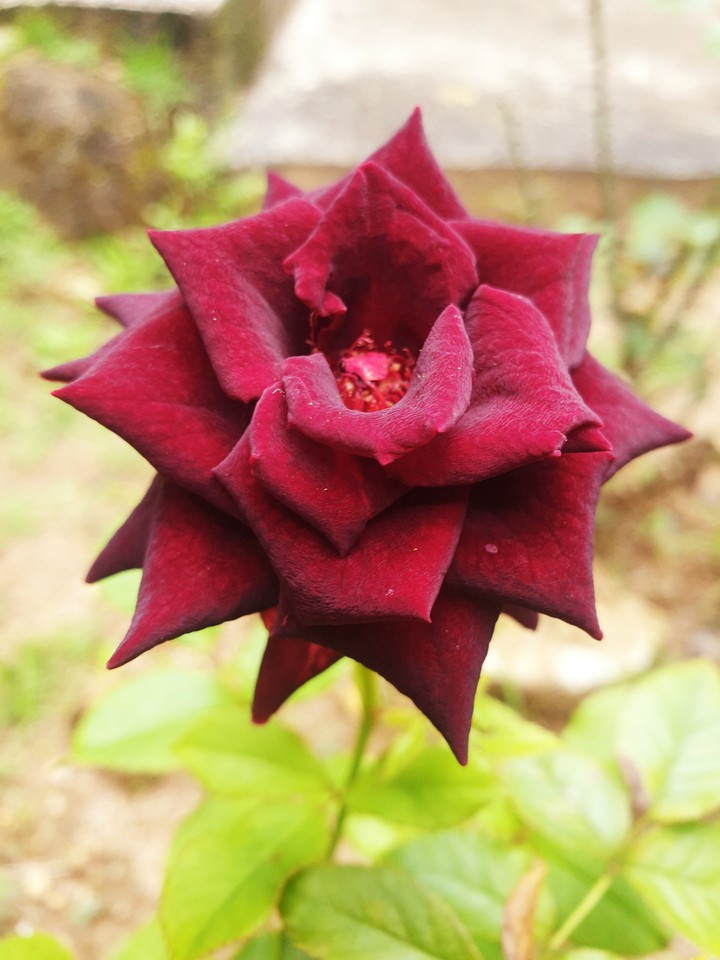 Red rose