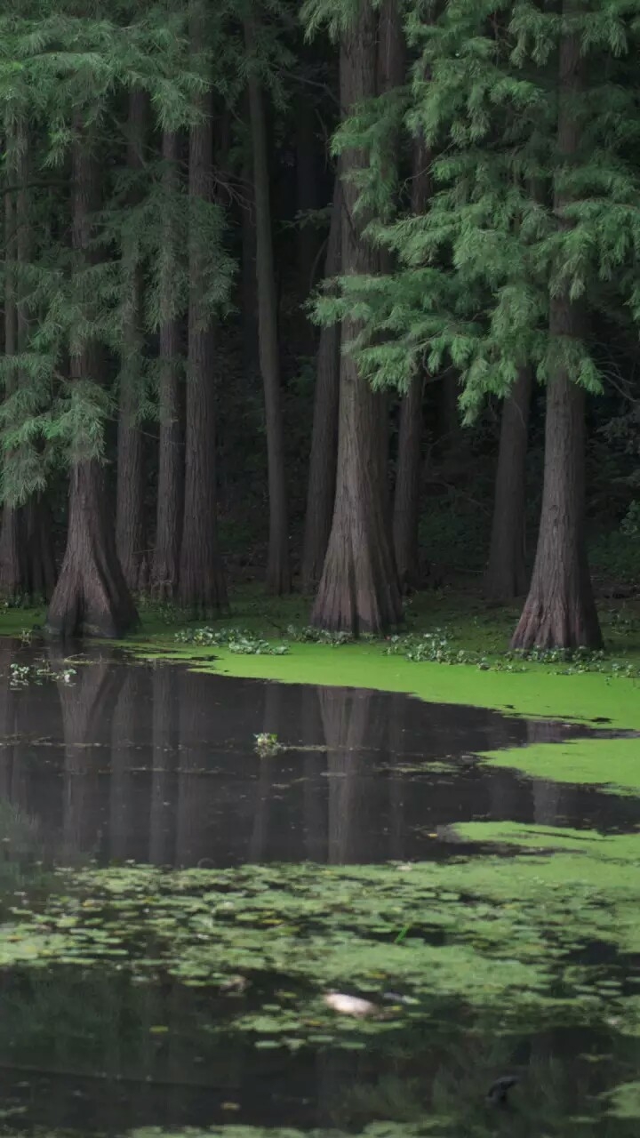 Nature lover