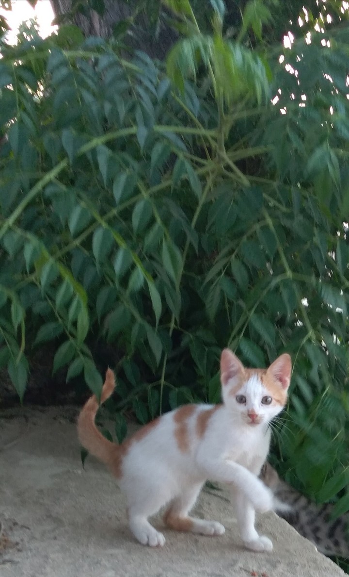 cat