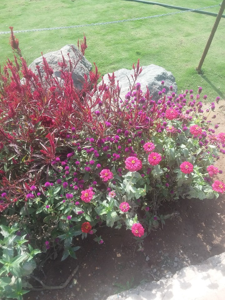 Flowers