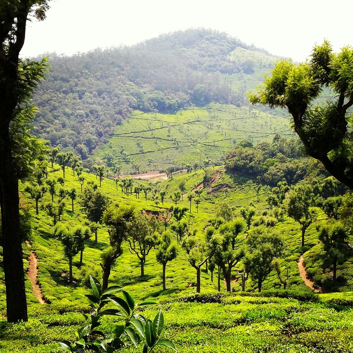 tea estate