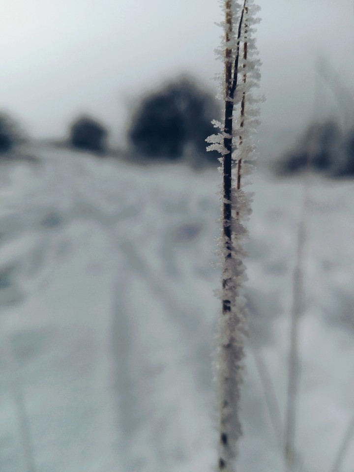 snow flowers
