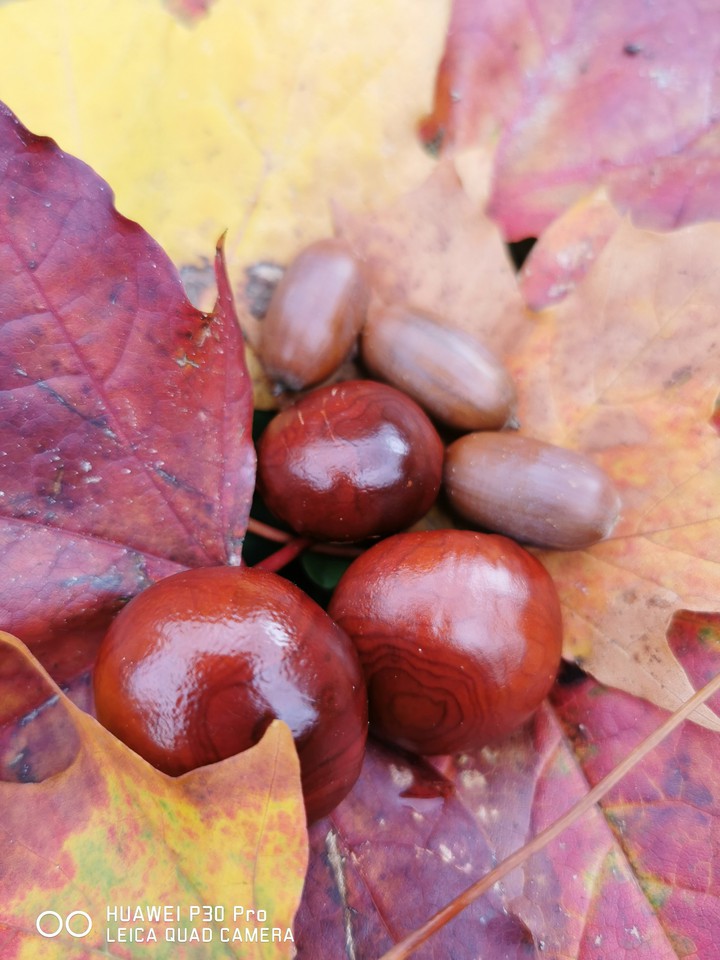 Herbst