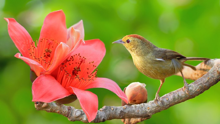 bird