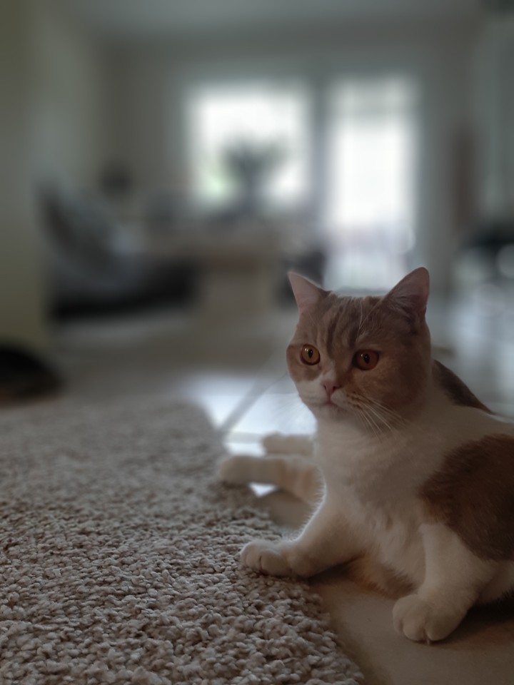 Katze