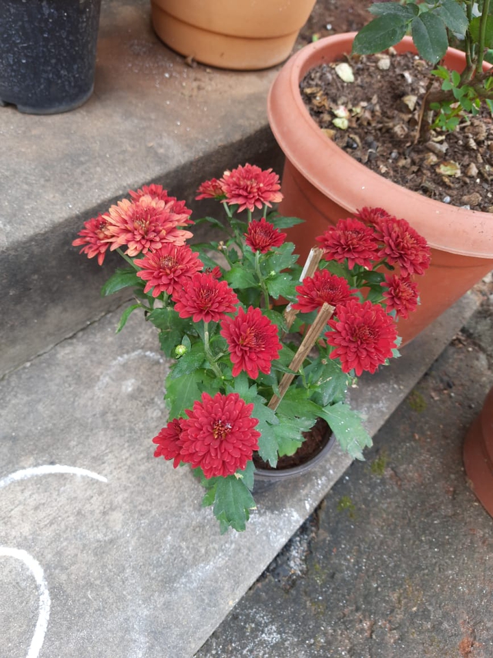 @Flowers