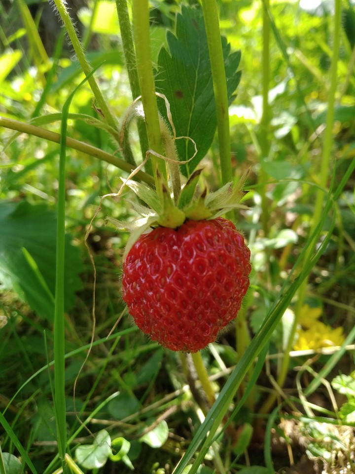 Strawberry in garden