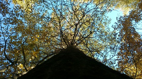 Wooden web