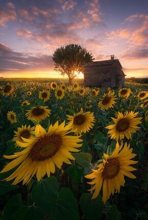 Sunshine