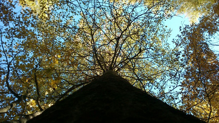 Wooden web