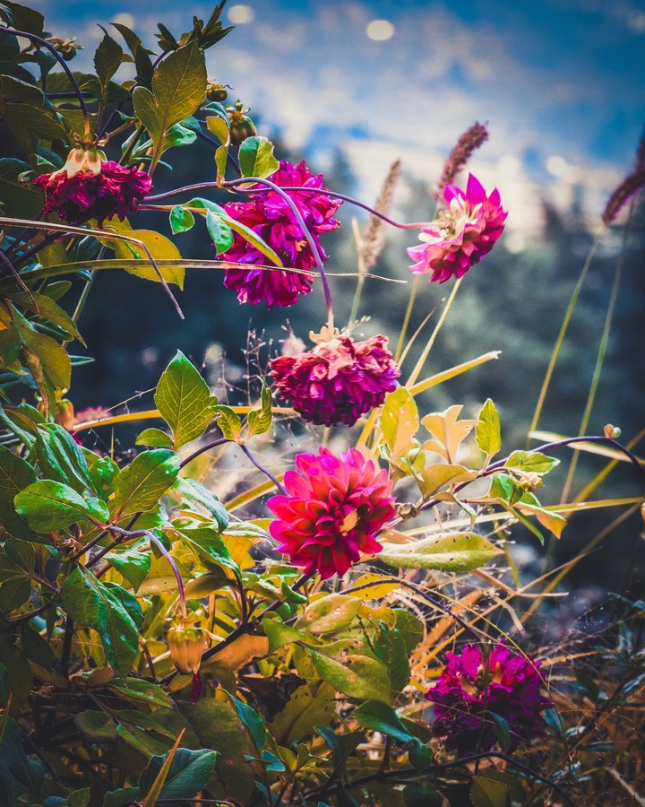 flowers