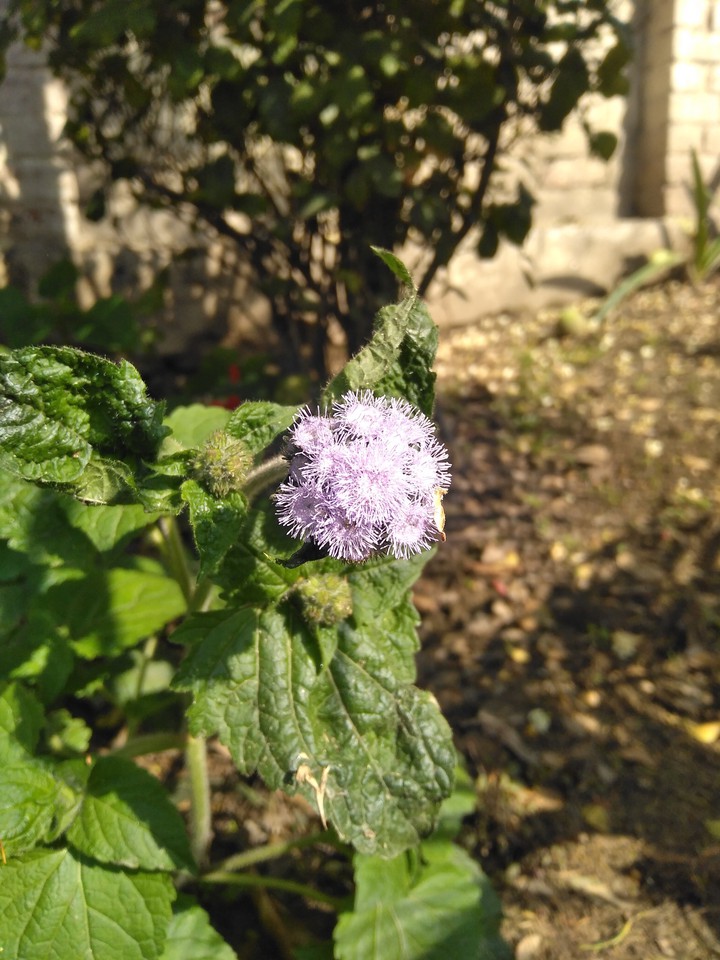 purple spring