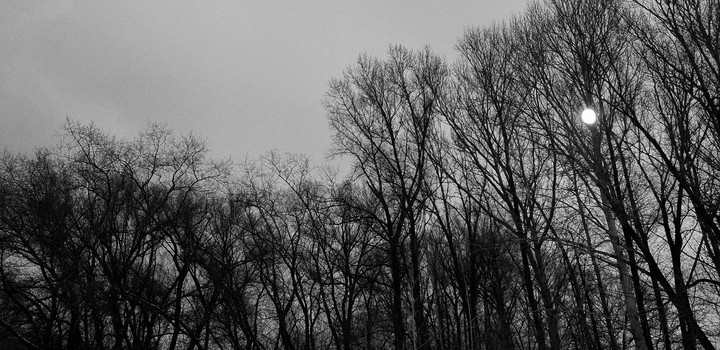 dark forest