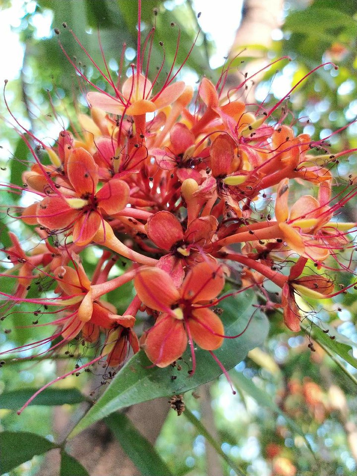 flowers