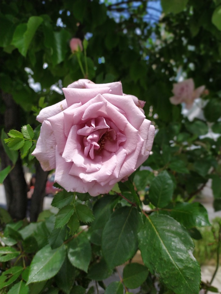 *flower*