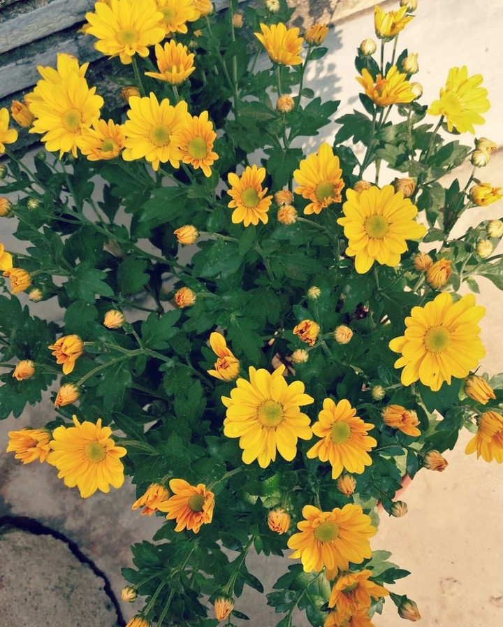 spring