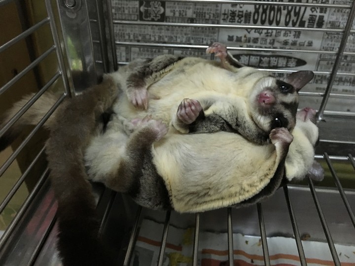 sugar glider 蜜袋鼯