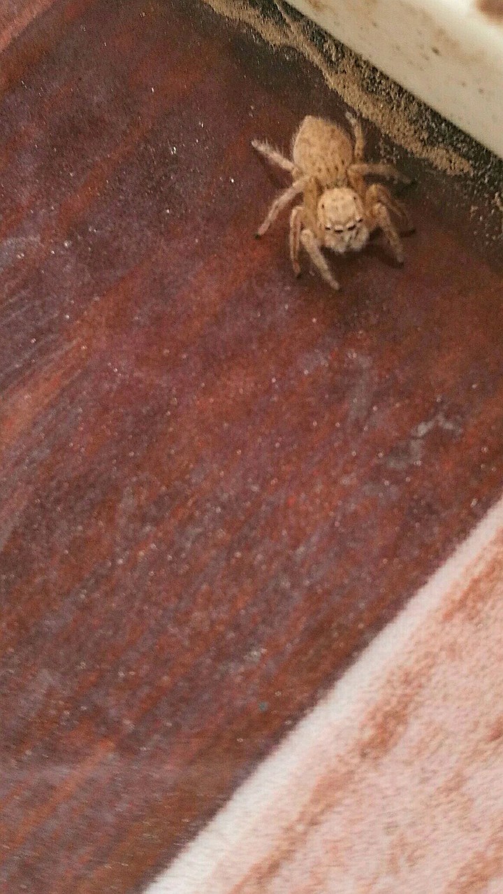 spider